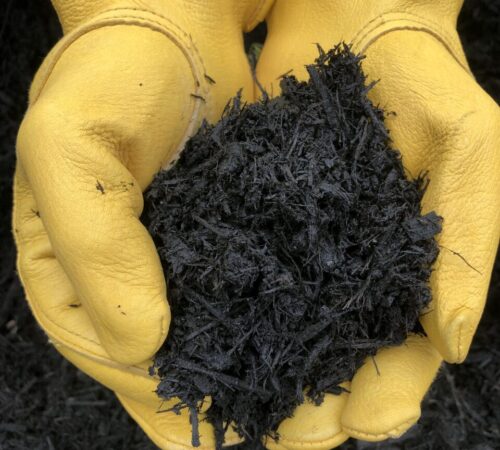 landscaper holding black bark mulch